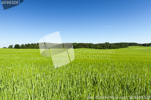 Image of Field with cereal