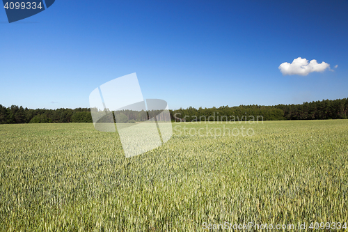 Image of Field with cereal