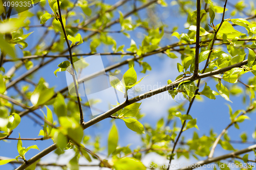 Image of linden leaves, spring