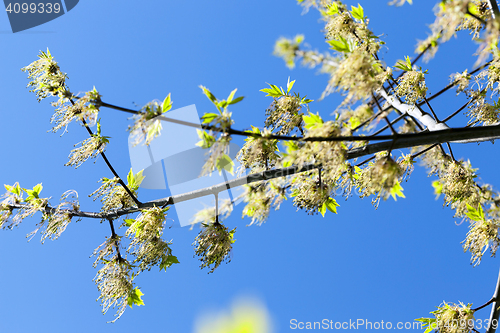 Image of flowering maple tree