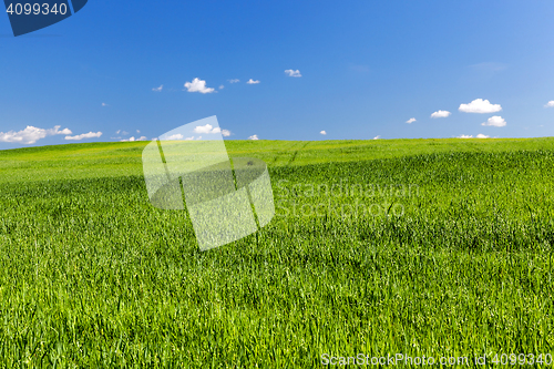 Image of Field with cereal