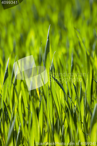 Image of cereal close up