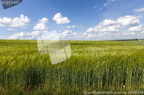 Image of immature cereals field