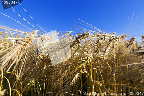 Image of agricultural field with cereal