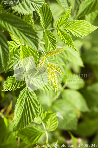 Image of green raspberry leaves