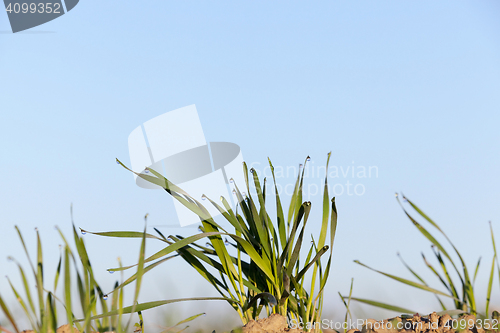 Image of young grass plants, close-up