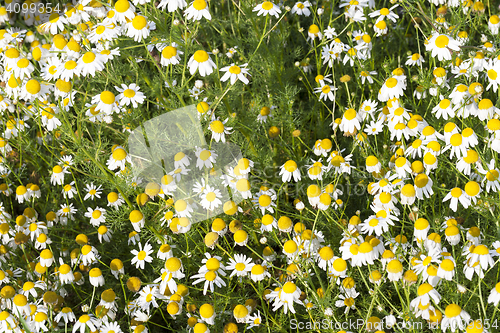 Image of wild chamomile close up