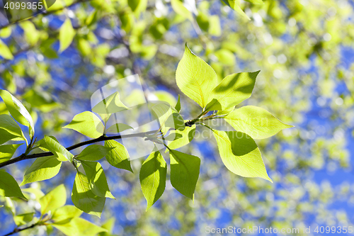 Image of linden leaves, spring