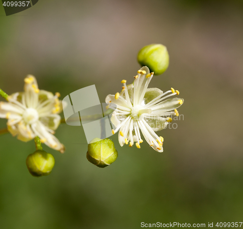 Image of flowering linden trees