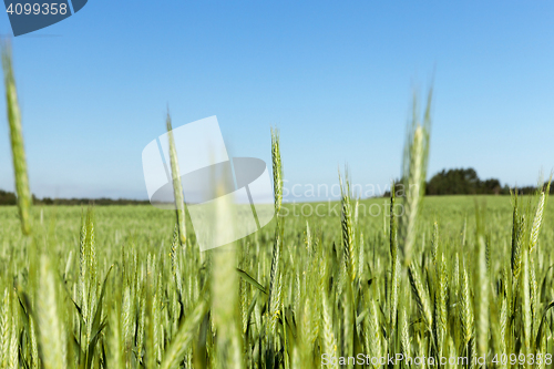 Image of Field with cereal