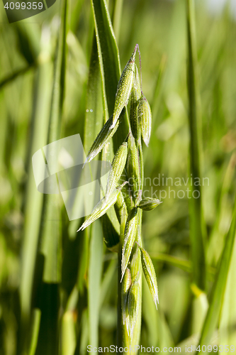Image of Field with cereal