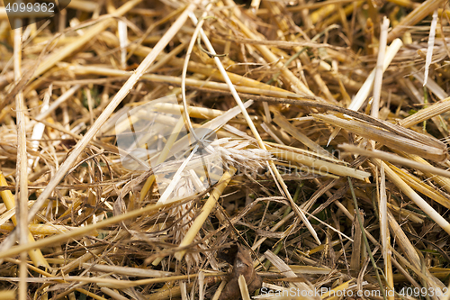 Image of ripening cereals in the field