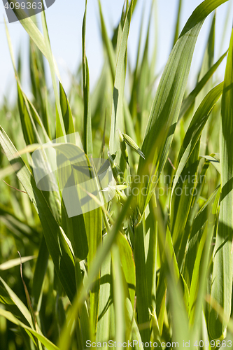 Image of Field with cereal