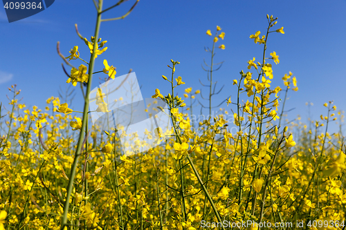 Image of yellow flower of rape