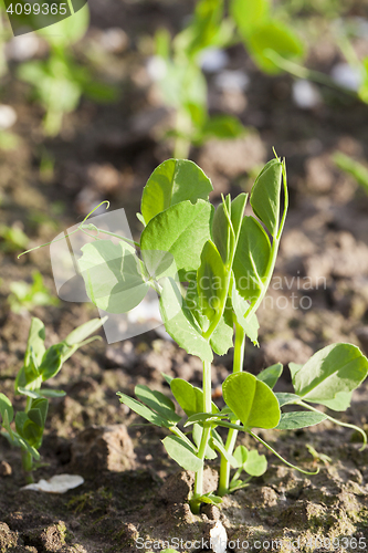 Image of young green peas