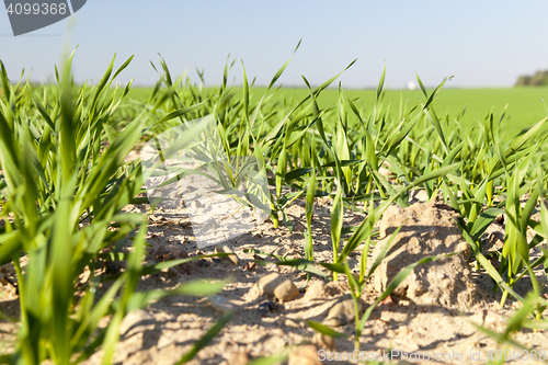 Image of Field with cereal