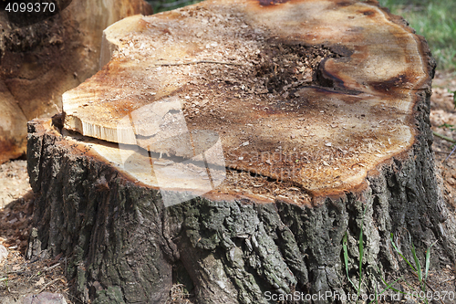 Image of old tree trunk