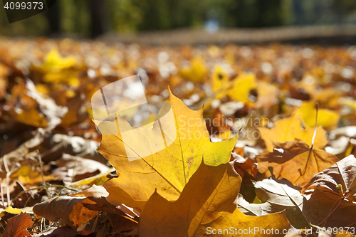Image of autumn in the park