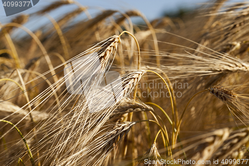 Image of Field of cereal , summer