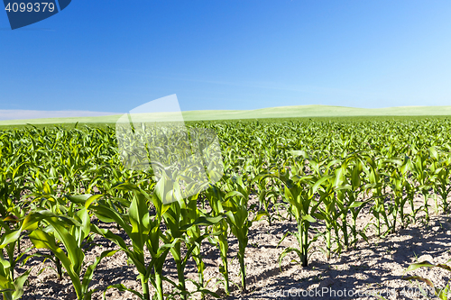 Image of Field of green corn