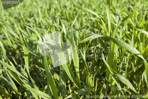 Image of Field with cereal