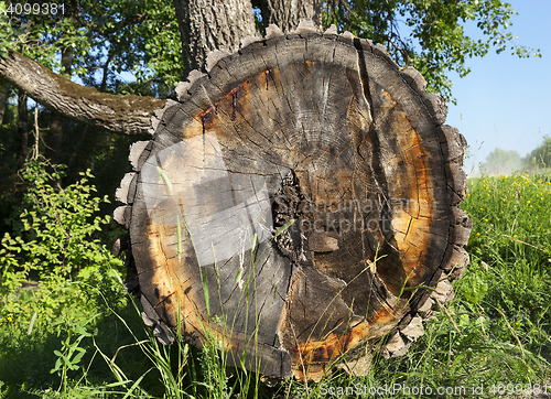 Image of destroyed a tree, close-up