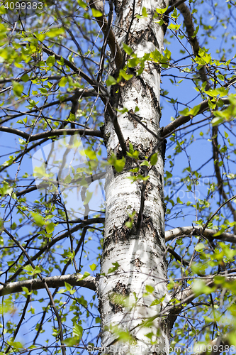 Image of young birch leaves