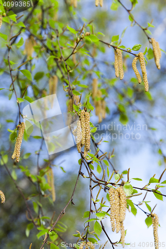 Image of Young leaves of birch