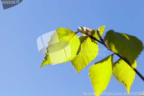 Image of young birch leaves