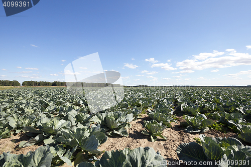 Image of Field of cabbage, spring