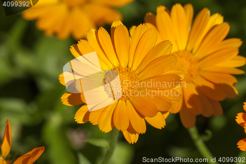 Image of orange flowers of calendula