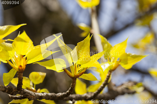 Image of trees in the spring