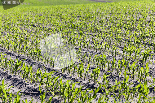 Image of young sprout of corn