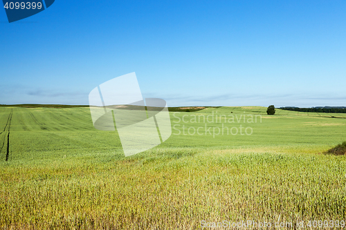 Image of Field with cereal