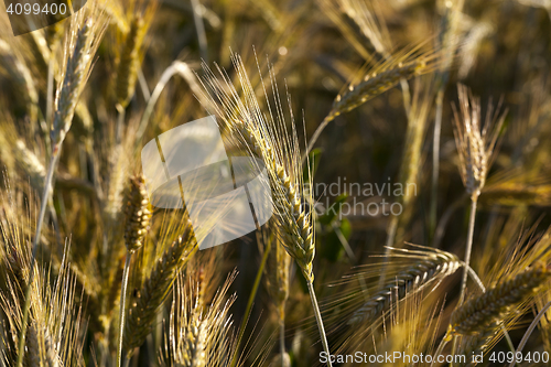 Image of ripe yellow cereals