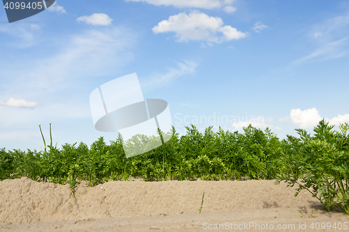 Image of Field with carrot