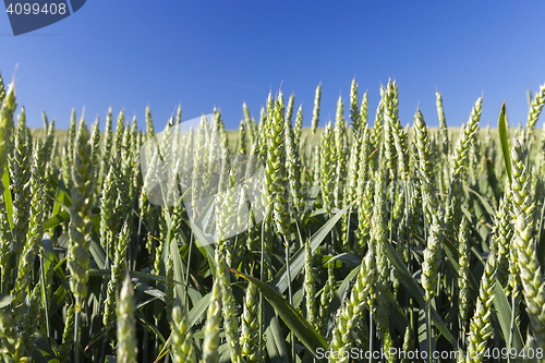 Image of Field with cereal