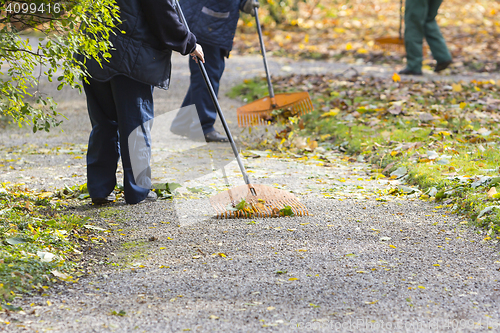 Image of Women Gardener raking fall leaves in city park