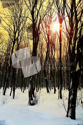 Image of winter in forest