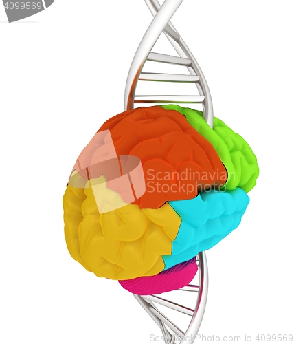 Image of Brain and dna. 3d illustration