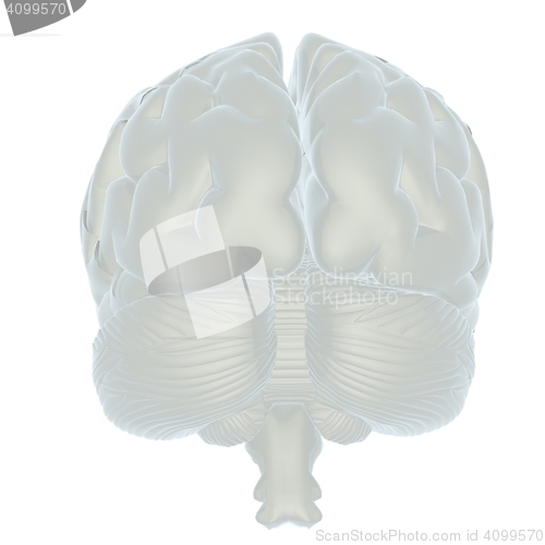 Image of 3D illustration of human brain