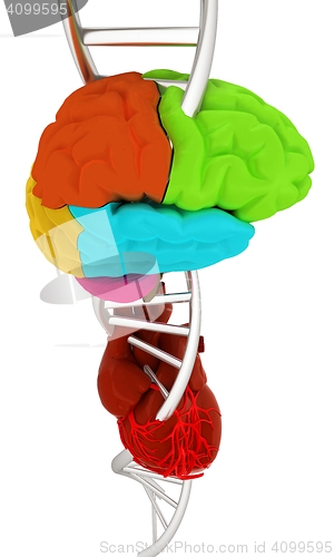 Image of DNA, brain and heart. 3d illustration