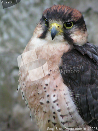 Image of Lanner Falcon (Head and Body)