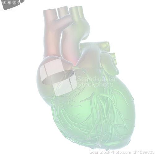 Image of Human heart and veins. 3D illustration.