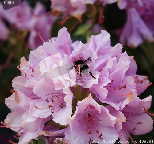 Image of bumblebee on flower