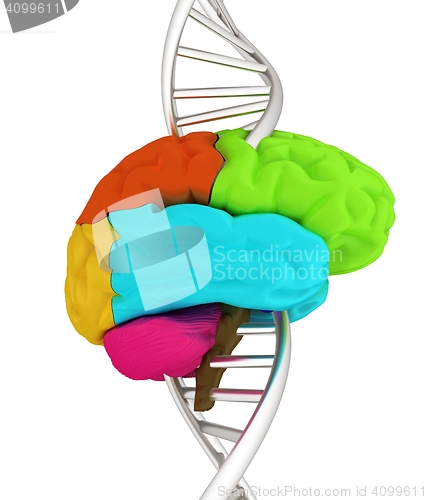 Image of Brain and dna. 3d illustration