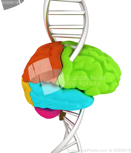 Image of Brain and dna. 3d illustration