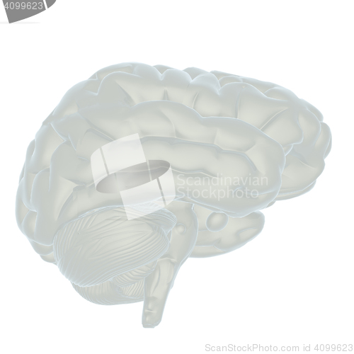 Image of 3D illustration of human brain