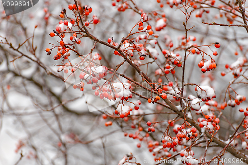 Image of Rowan branch in the snow