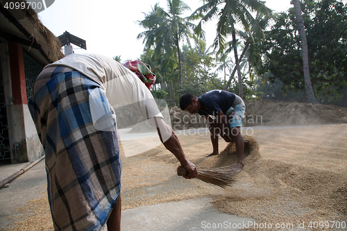 Image of Agricultural workers drying rice after harvest in Kumrokhali, India.